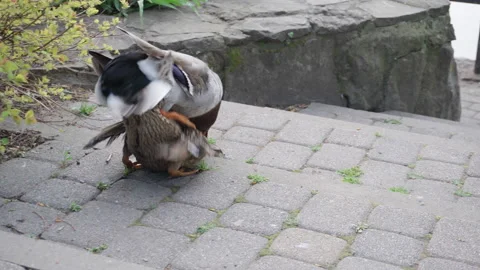Pair of Mallard Ducks Mating in the city park. Mallard ducks near pond. Spring Video stock 188523614