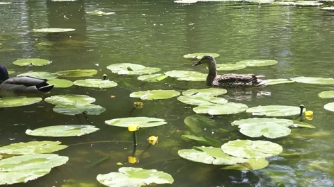 Pair of mallard ducks navigating through lily pads in green pond Stock Footage 311511093