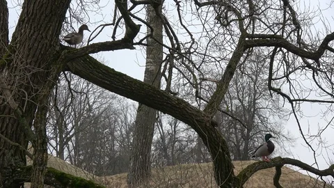 Pair mallard ducks  on old tree near lake in early spring Stock Footage 89025036