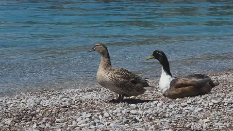 Pair of mallard ducks on pebble beach, male waking up Stock Footage 154147407