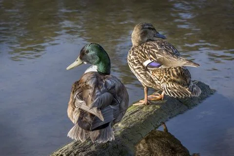 A pair of Mallard ducks ready to start a family Foto stock