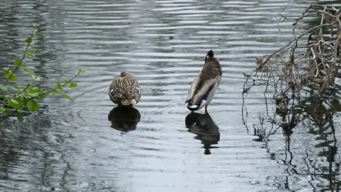 A pair of Mallard ducks resting motionless on a tree trunk. Sitting in the same Stock Footage 239759818