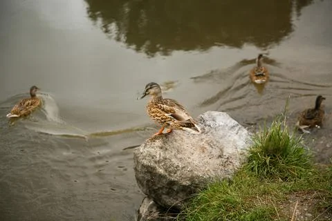 A pair of Mallard ducks resting motionless on a stone near lake. Back Side vi Stock Photos