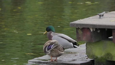 A pair of mallard ducks resting on a platform by the pond Video stock 292298754