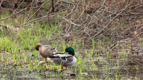 Pair of mallard ducks resting on submerged log in green marsh Stock Footage 334223735