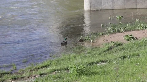 Pair of Mallard Ducks by River Edge Stock Footage 62910878