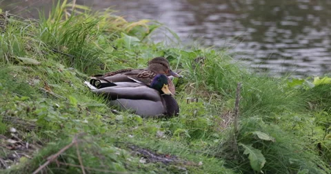 A pair of mallard ducks sitting on the grass, near 4K slomo Stock Footage 166171227