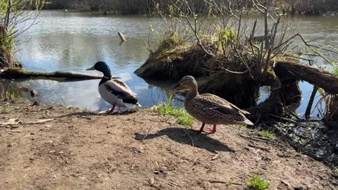 Pair of mallard ducks standing on muddy pond shore near fallen tree roots Stock Footage 333510858