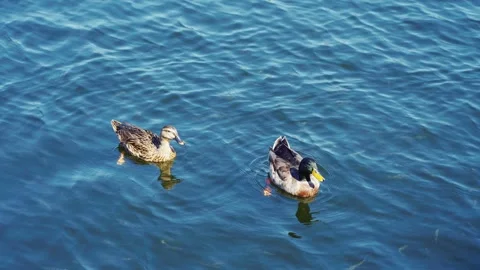 Pair of mallard ducks swimming in blue water Stock Footage 341925192
