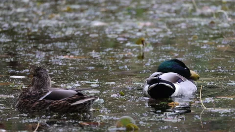 Pair of Mallard Ducks very close, 4K slomo Stock Footage 166207790