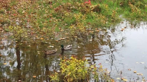 A pair of mallard ducks on the water, in a stream, in the fall, Video stock 167671613