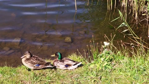 Pair of mallard ducks  at watersedge Stock Footage 132918234