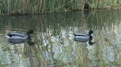 Pair of Mallard on KA 02 Video stock 49303157