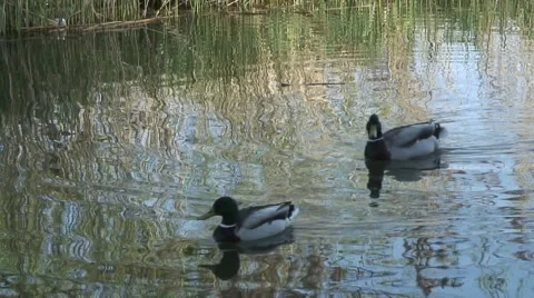 Pair of Mallard on KA 03 Stock-Footage 49303034