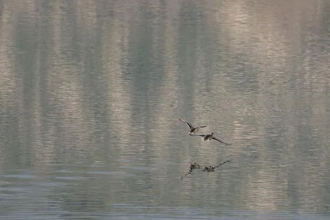 Pair of Mallards Flying Over Water With Negative Space Stock Photos