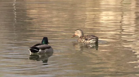 Pair of Mallards Vídeos de archivo 36143102