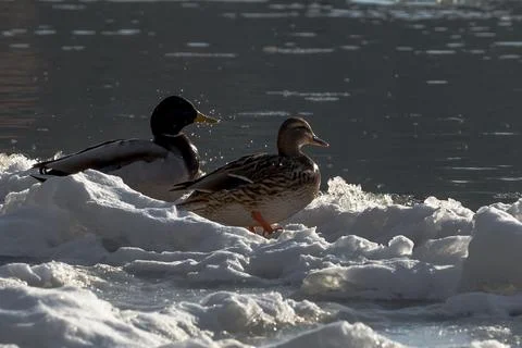 Pair of Mallards on Ice Floe Foto stock