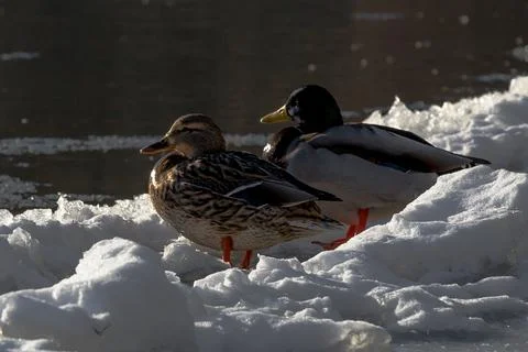 Pair of Mallards on Ice Floe Stock Photos