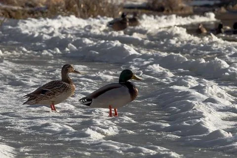 Pair of Mallards on Ice Floe Foto stock