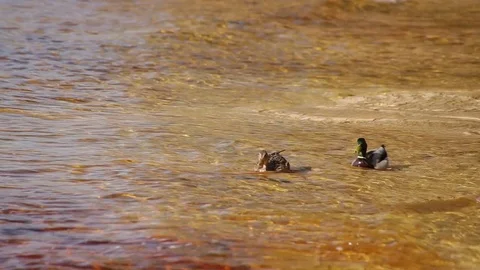 Pair of Mallards in Lake Superior Vídeo Stock 79628534