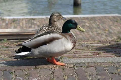 Pair of Mallards  Stock Photos