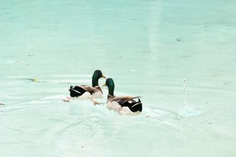 Pair of mallards real bird Stock Photos