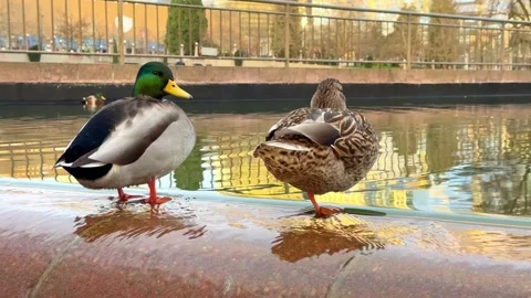 A pair of mallards relaxing affectionately. Stock Footage 339080500