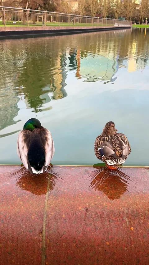 A pair of mallards relaxing affectionately. Stock Footage 339080580