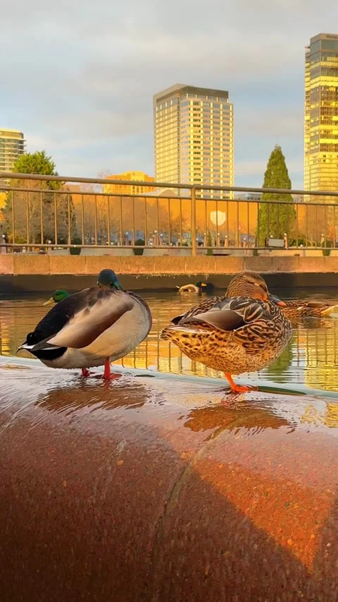 A pair of mallards relaxing affectionately. Stock Footage 339080631