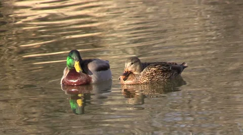 Pair of Mallards Resting Vídeos de archivo 33957532