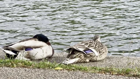 Pair of mallards sleeping on concrete bank Stockbeeldmateriaal 334760062