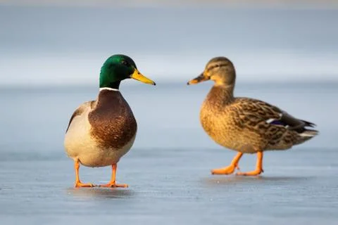 Pair of mallards standing on ice in winter close together in cold weather Stock Photos