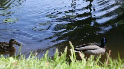 Pair of mallards swimming and diving in blue pond water with ripples Video stock 308842516