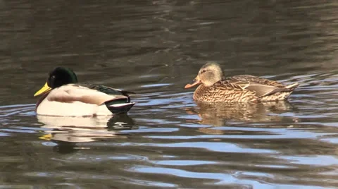 Pair of Mallards Swimming Vídeos de archivo 33959498