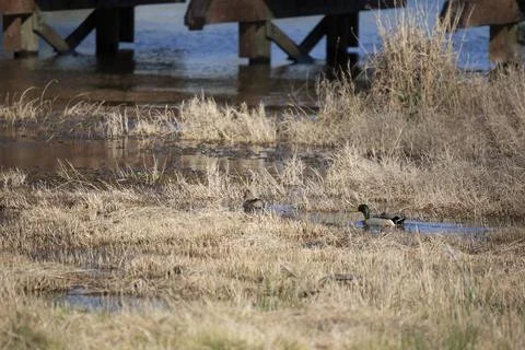 Pair of Mallards Swimming Foto stock