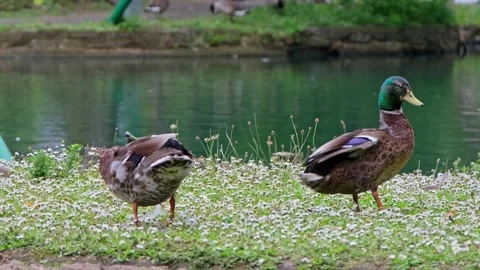 A pair of mallards on the water's edge. Pull back shot Stock-Footage 313810641