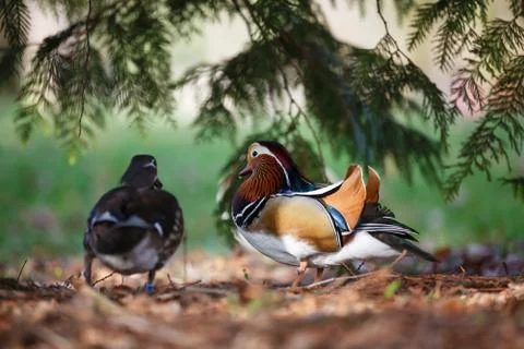 A pair of mandarin ducks. Stock Photos