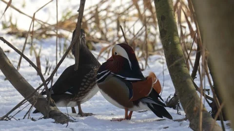 A pair of mandarin ducks stand in the snow Stock Footage 304677287