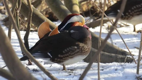 A pair of mandarin ducks stand in the snow Stock Footage 304677349