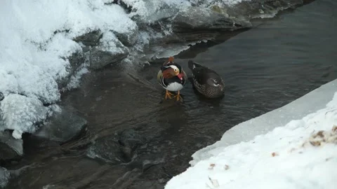 A pair of mandarin ducks on a winter river Stock Footage 260838667