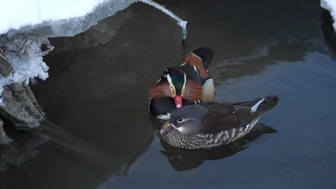 A pair of mandarin ducks on a winter river Stock Footage 260838754