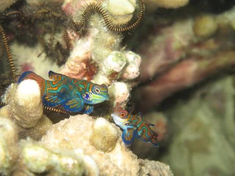 Pair of mandarin fish Stock Photos