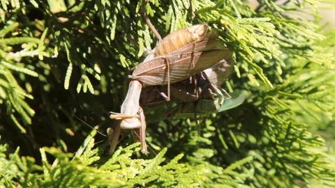 Pair of mantis mate on a thuja branch on a summer sunny day Stock Footage 116436418