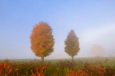 Pair of maple trees in the autumn mist. Stock Photos