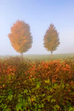 Pair of maple trees in the autumn mist. Stock Photos