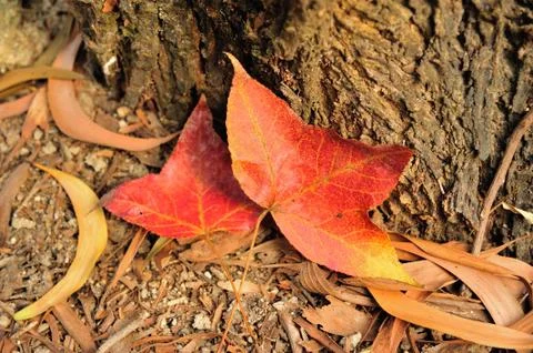 Pair of maples Stock Photos