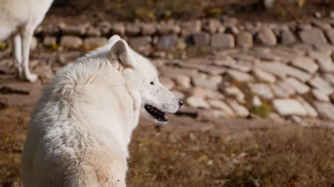 Pair of massive white wolves panting with bared teeth in Arctic reserve Stock Footage 308452688
