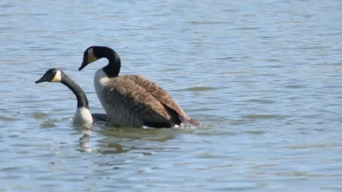 A Pair of Mating Canada Geese Stock Footage 188214061