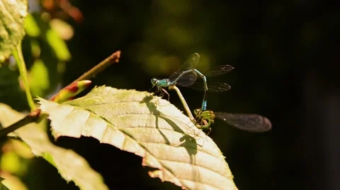 A pair of mating dragonflies on the leaf Stock Footage 58948384