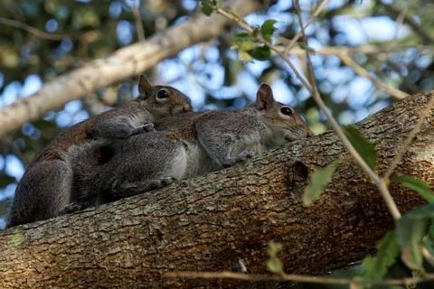Pair of Mating Eastern Gray Squirrels Stock Photos